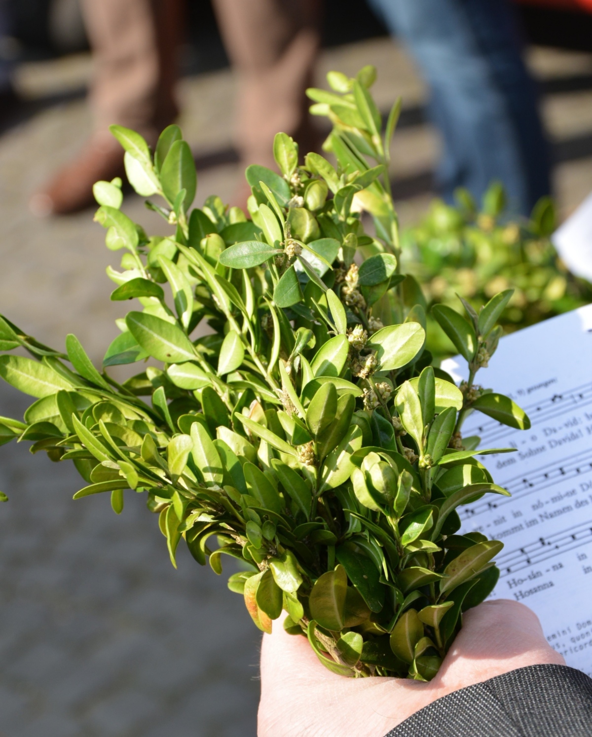 Der Palmsonntag ist der sechste und letzte Sonntag der Fastenzeit und der Sonntag vor Ostern. Der Palmsonntag eröffnet die Karwoche, die auch heilige Woche genannt wird. Ein Brauch in der katholischen Kirche ist die Palmweihe. Da echte Palmzweige in Mitteleuropa nur schwer zu bekommen sind, werden für die Palmweihe meist andere grüne Zweige wie Buchsbaum, Wacholder, Weide oder auch Palmkätzchen verwendet. Vor der Messe segnet der Zelebrant die mitgebrachten Palmzweige und besprengt sie mit Weihwasser, anschließend werden sie in einer Prozession in die Kirche getragen. Nach der Messe werden die geweihten Zweige mit nach Hause genommen. Die Zweige, die in der Kirche verbleiben, werden im darauffolgenden Jahr verbrannt und mit ihrer Asche das Aschenkreuz an Aschermittwoch gespendet. Das Osterfest ist die höchste christliche Festlichkeit im Jahr und wird am Wochenende nach Palmsonntag gefeiert. Ex-Bild-DB-ID: 27686